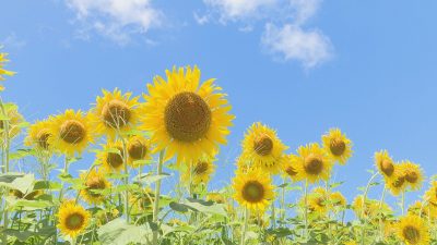 今が見ごろ！小木地区小比叡のひまわり畑／佐渡テレビジョン