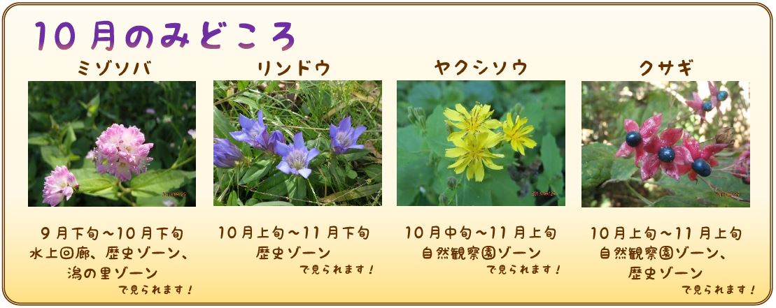 10月のみどころ
