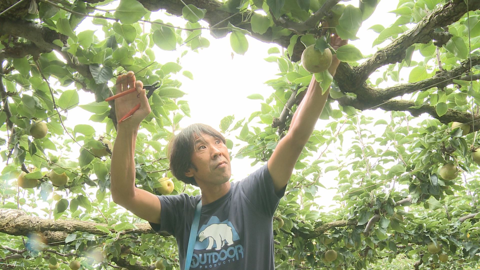 今が旬の梨「サンセーキ」 収穫最盛期！／佐渡テレビジョン