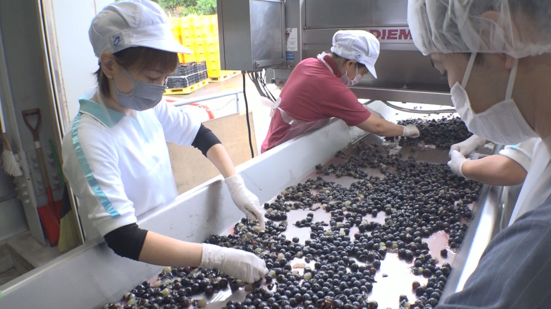 岩の原葡萄園 マスカット･ベーリーAでワインの仕込みスタート！