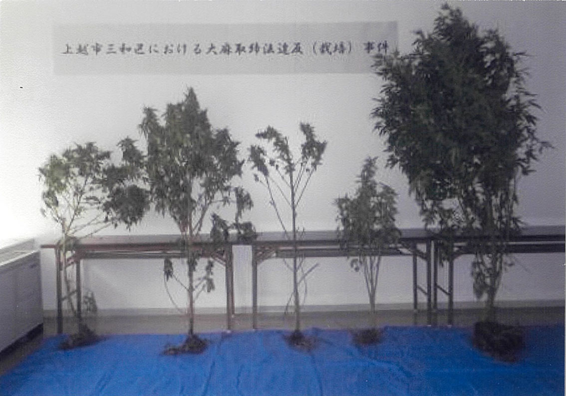 大麻所持・栽培の容疑 上越市39歳女など検挙 | 上越妙高タウン情報