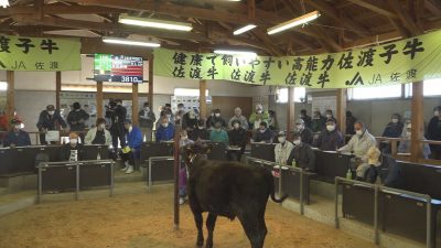 高千家畜市場で秋の牛市開催／佐渡テレビジョン