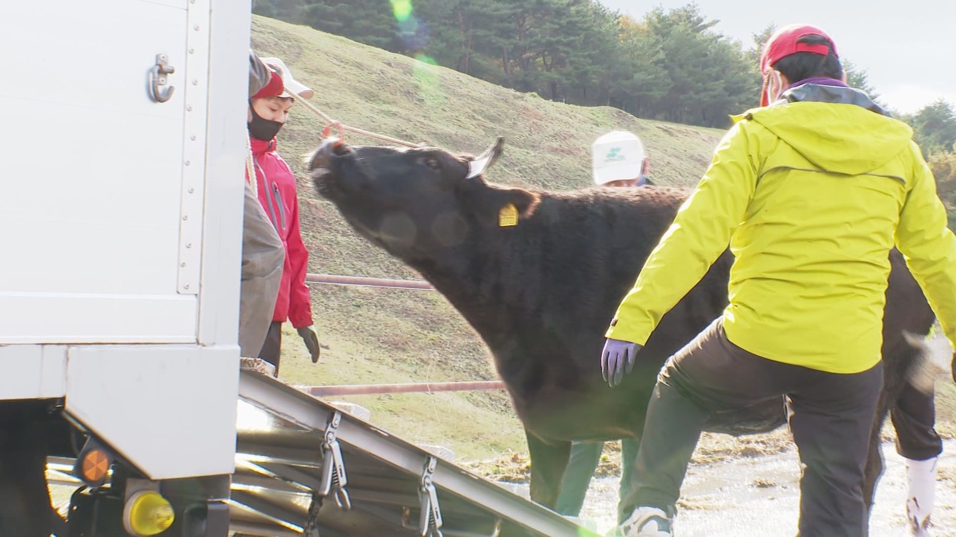 堂林放牧場が閉牧 今年も牛すこやかに／佐渡テレビジョン