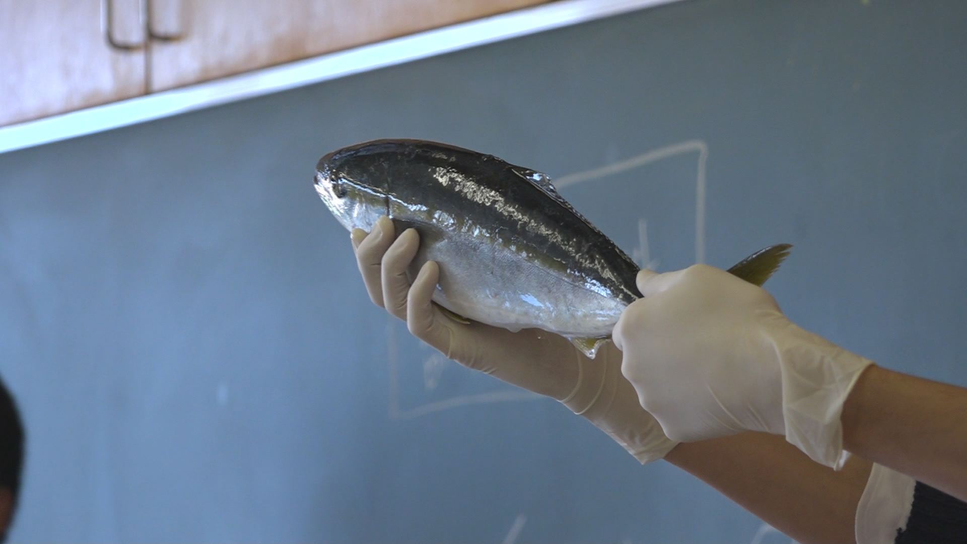 羽茂小学校で佐渡お魚料理教室／佐渡テレビジョン