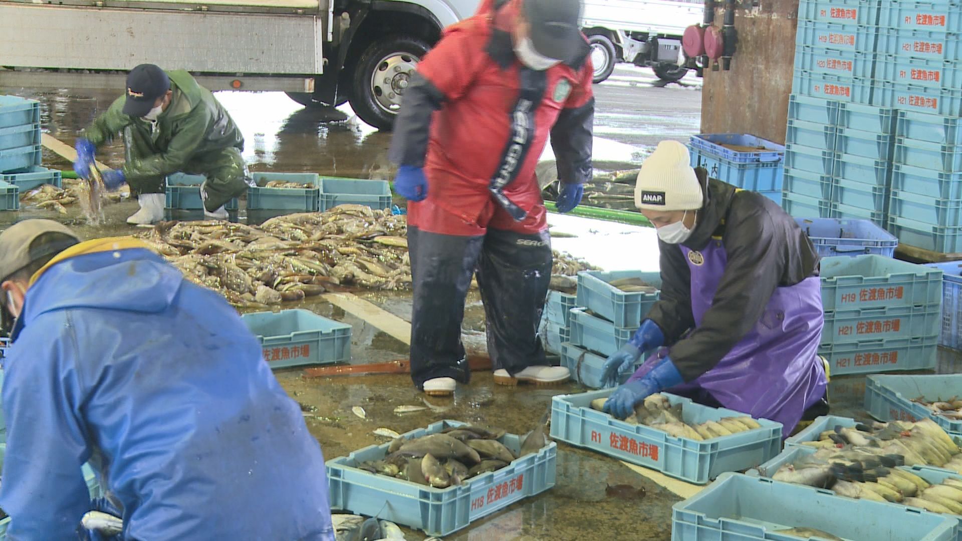 新春恒例 佐渡魚市場で豊漁願い初売式／佐渡テレビジョン