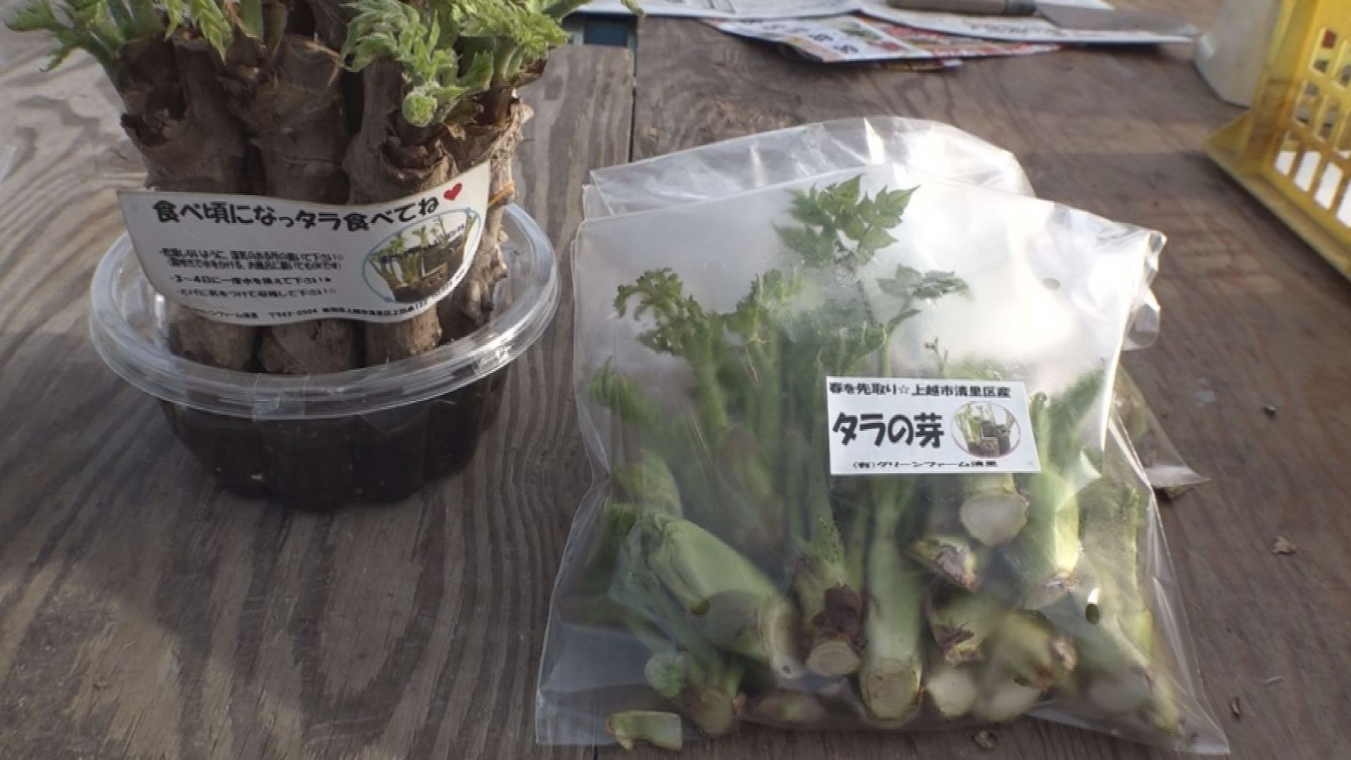 清里区でタラの芽収穫 最盛期！
