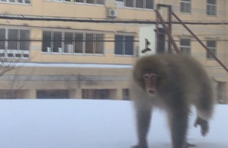 【動画】大町小学校の目の前にサル出没 市や警察が警戒