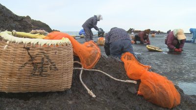 佐渡の冬の味覚「岩ノリ」摘み取り／佐渡テレビジョン