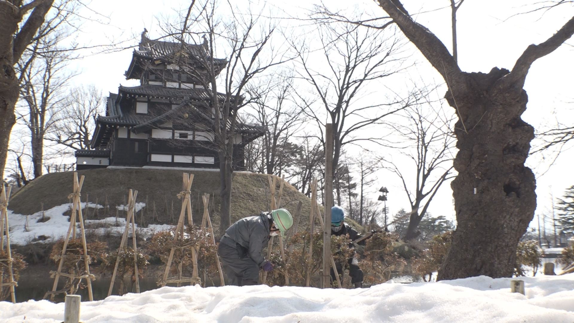 春の足音そこまで 高田城址公園の冬囲い取り外し進む