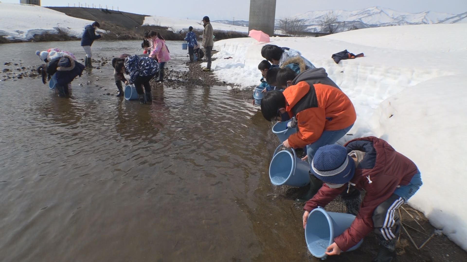 和田小児童 サケ稚魚を矢代川に放流