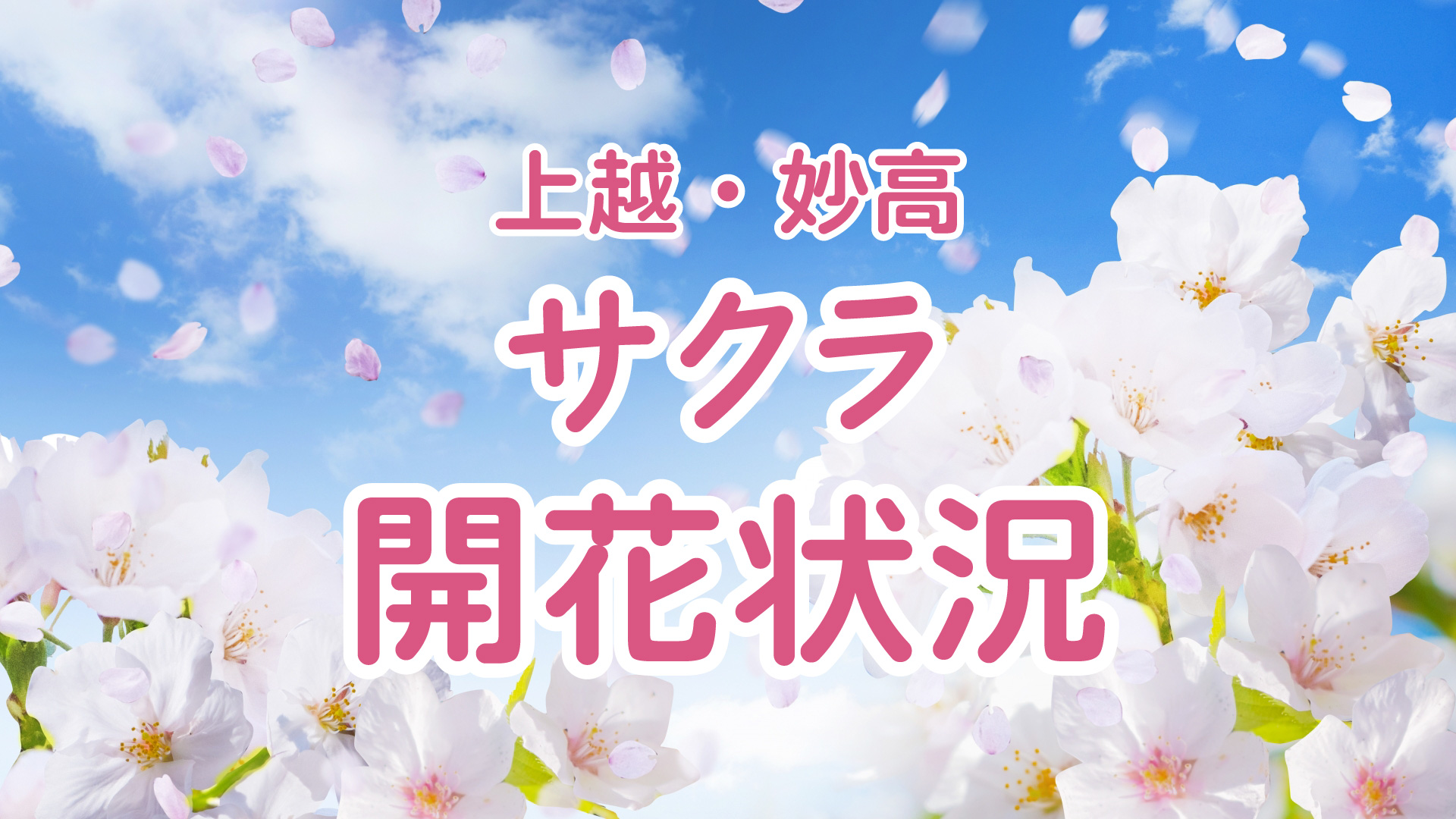 上越妙高 サクラ開花状況  <19日現在>
