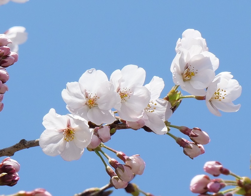 【速報】高田城址公園 サクラ開花宣言！