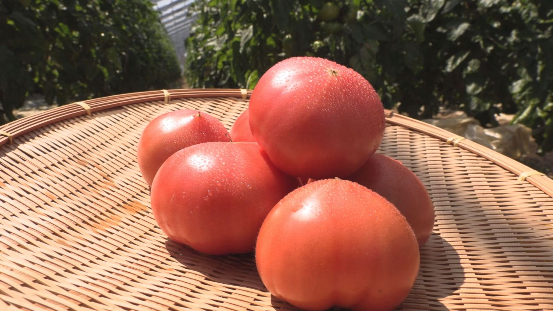 真っ赤なごちそう！上越市でトマト収穫始まる
