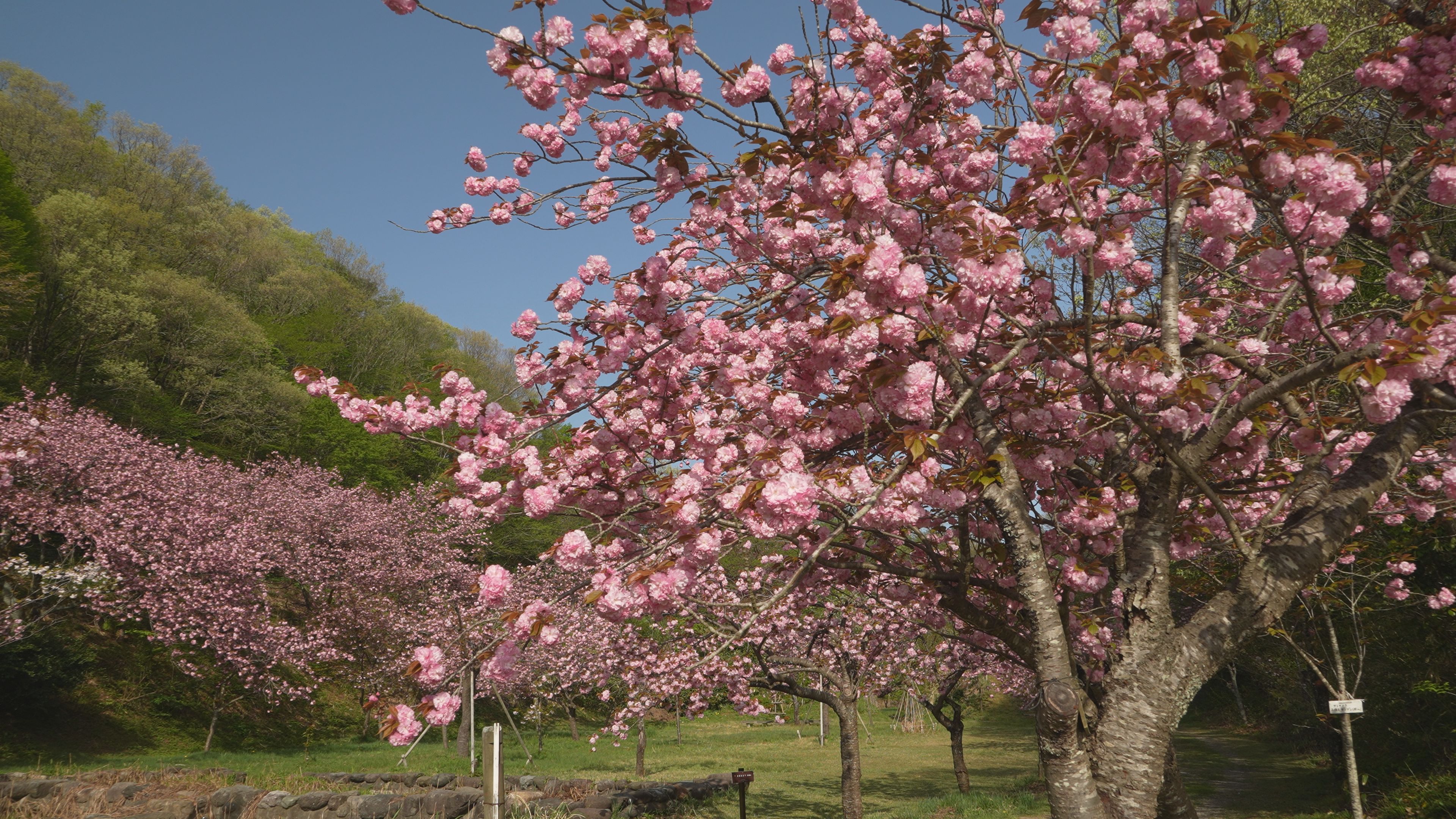 【動画】五智公園 700本の八重桜が満開！