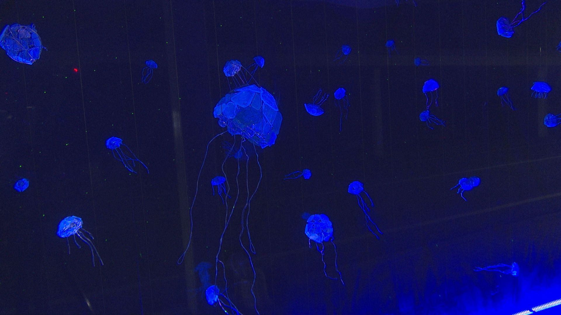 商店街を照らす新スポット「シーグラス水族館」／佐渡テレビジョン