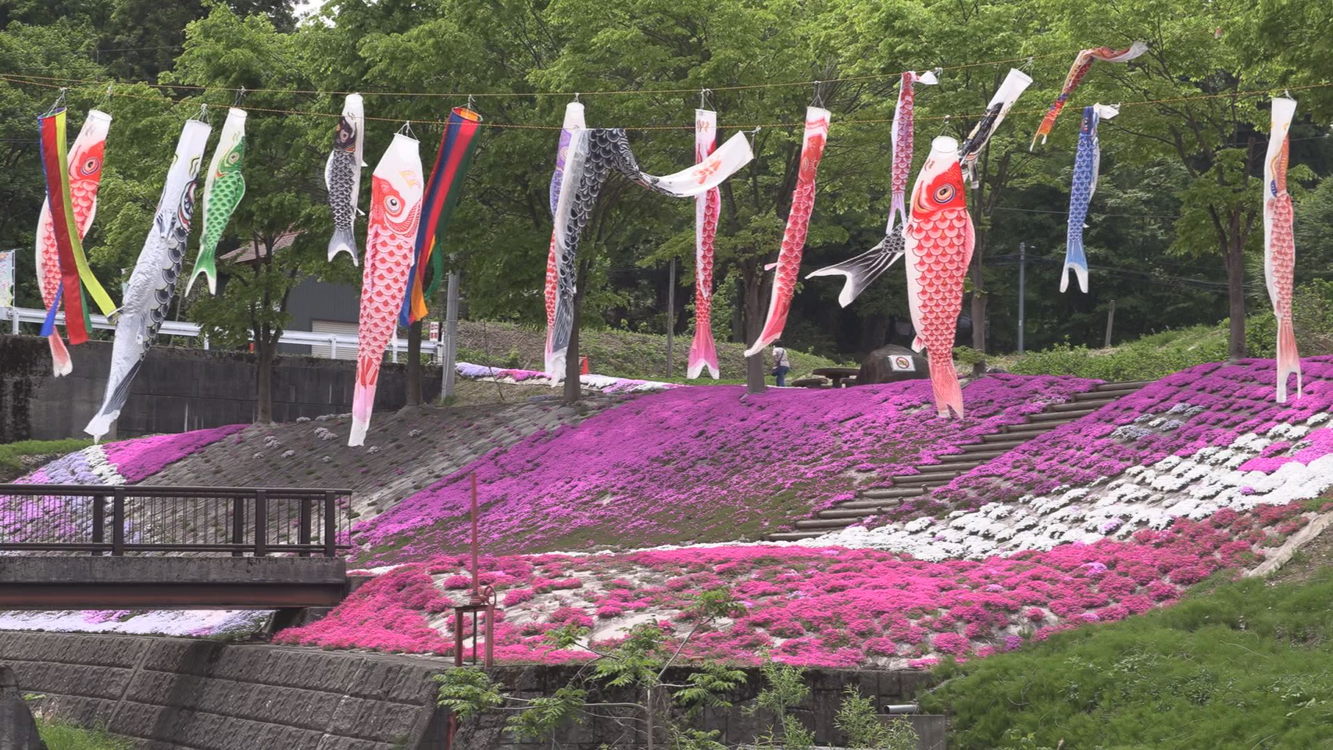 板倉区「ゑしんの里やすらぎ荘」シバザクラ 今週末に満開へ