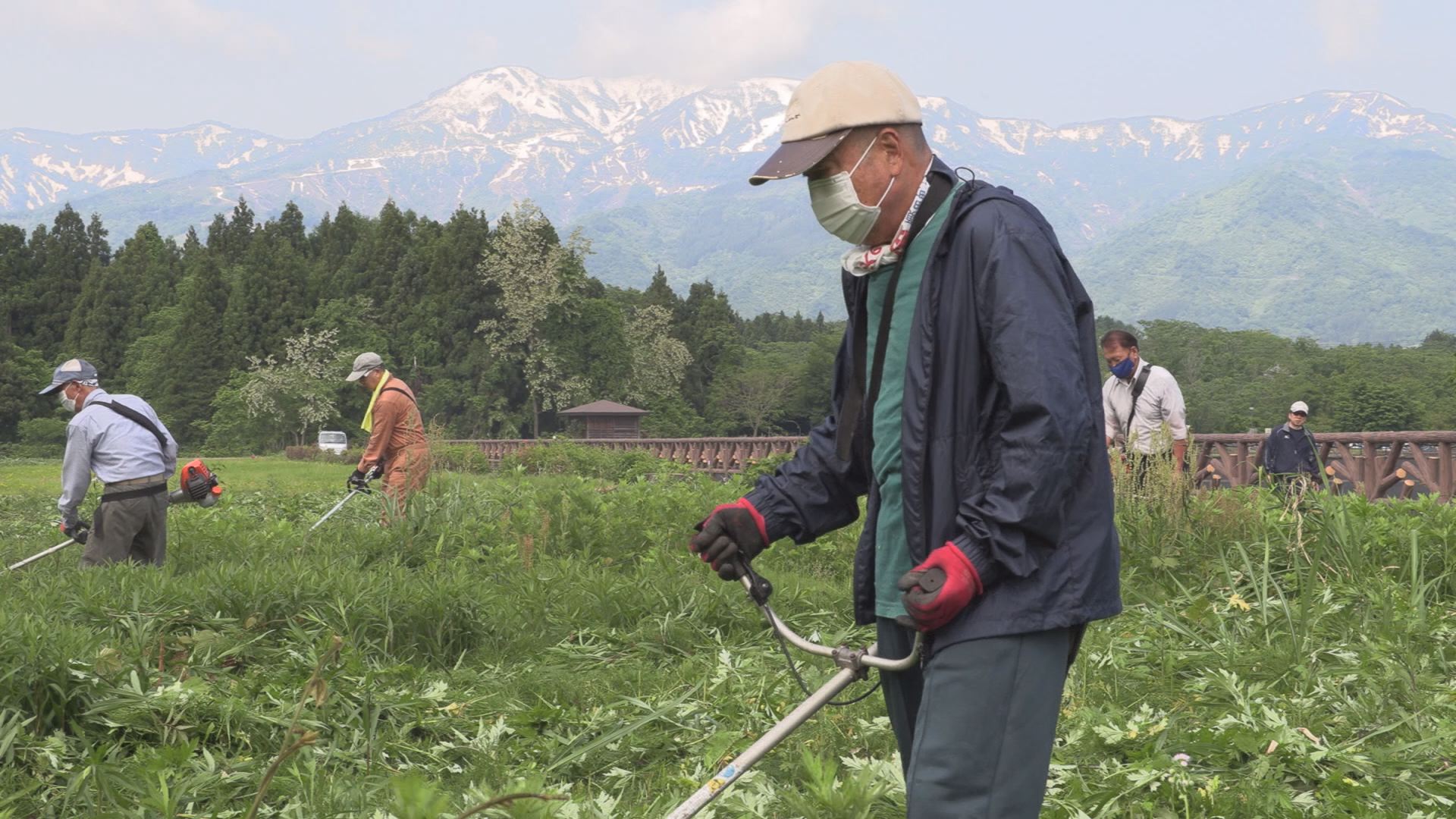 ボランティアが草刈り 妙高市・松山水辺ふれあい公園
