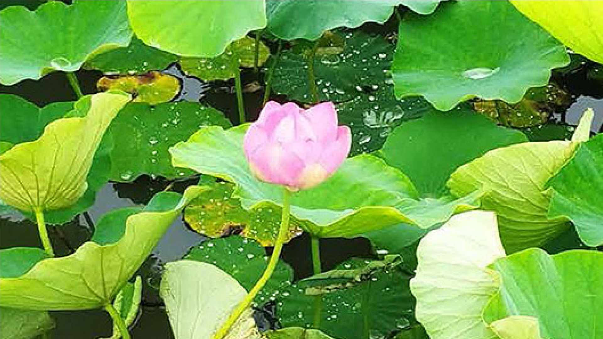 高田城址公園北堀 ハスの花が開花 去年より6日早い 観蓮会は7月16日から