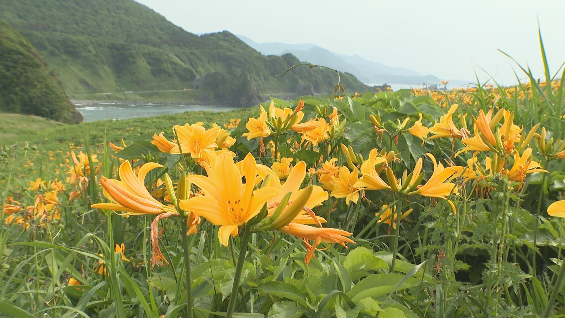 ６月の花カンゾウが見ごろ／佐渡テレビジョン
