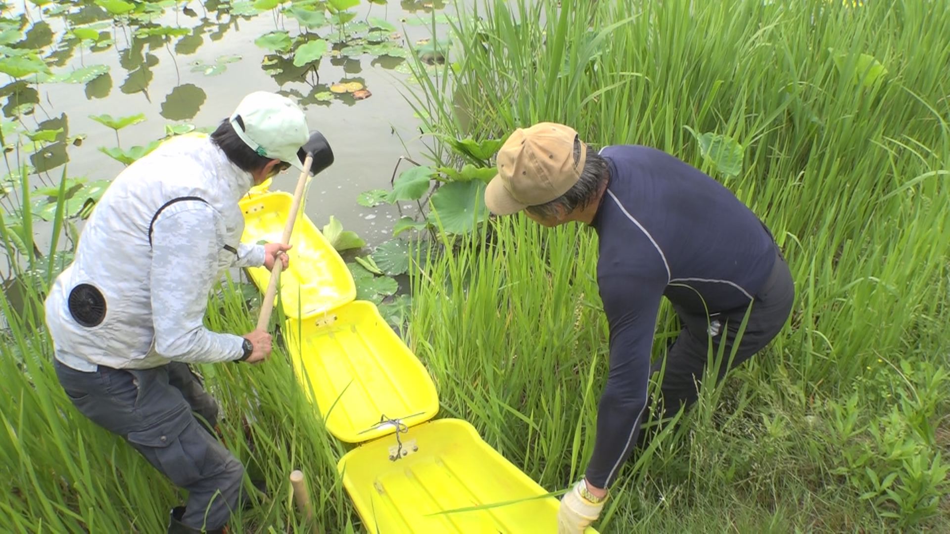 高田城址公園のハス   黄色いボートで害虫駆除