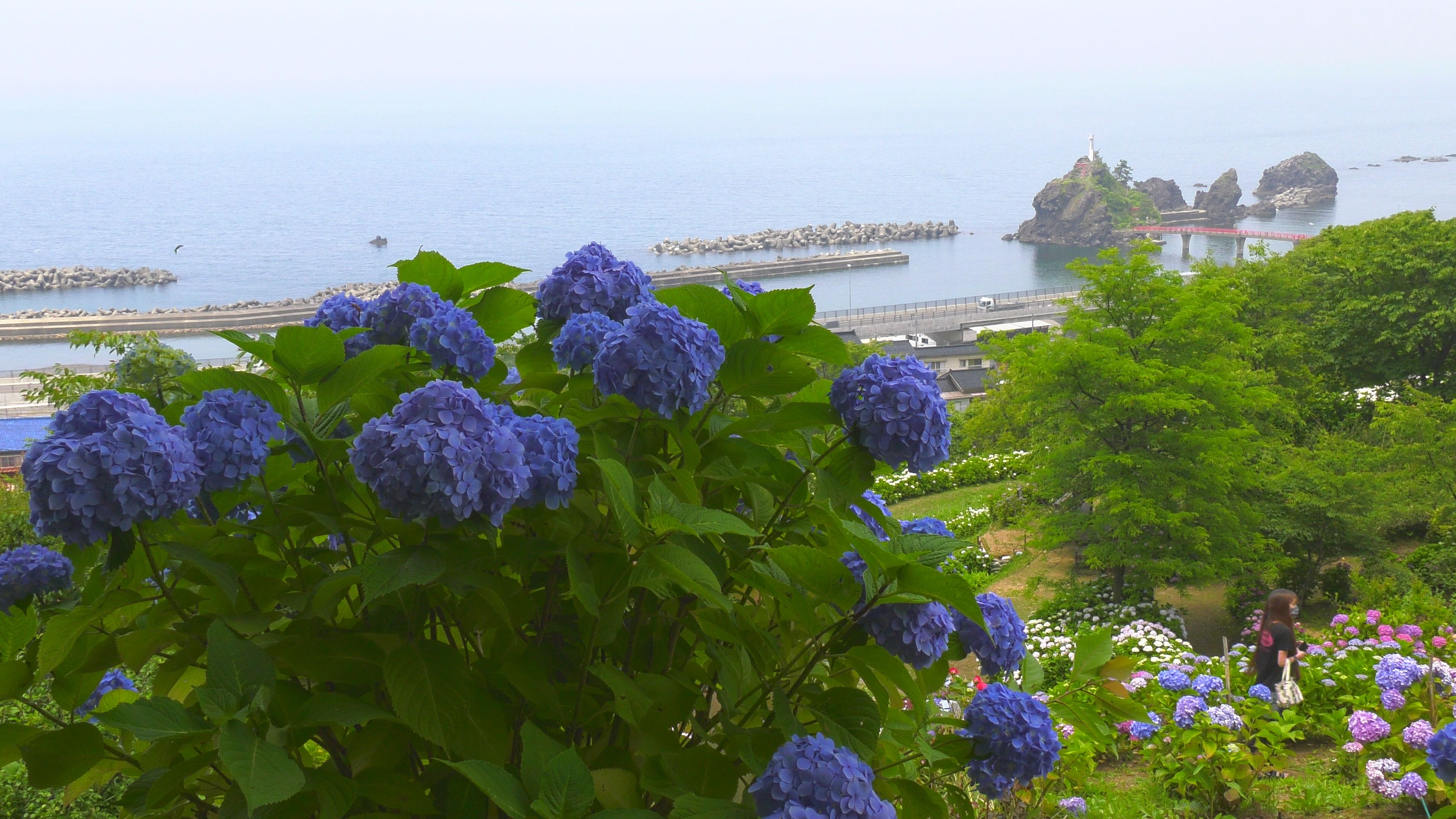 【動画】色とりどりの初夏「大王あじさい園」　