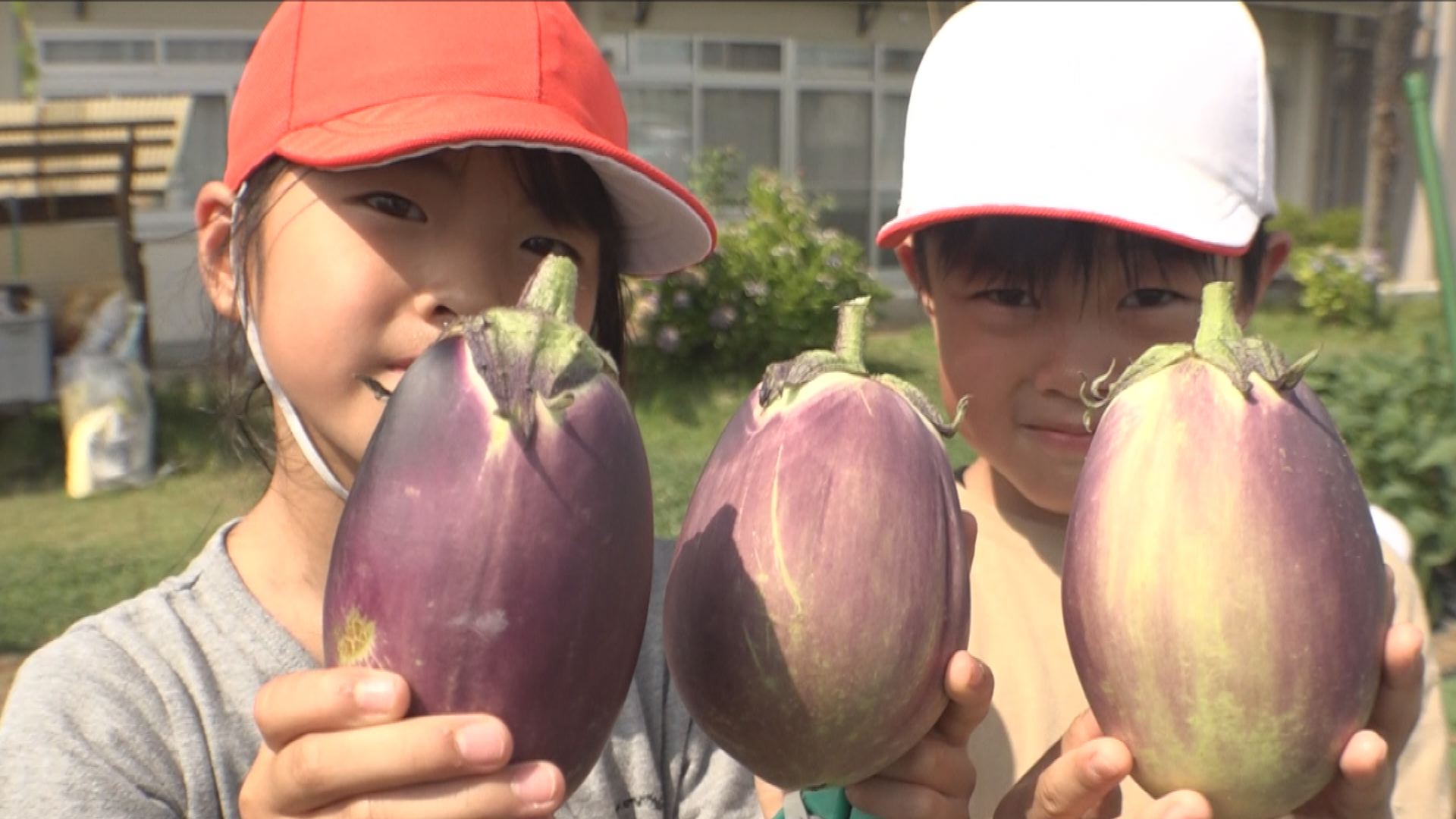 伝統野菜の「ナス」を収穫！春日新田小2年生