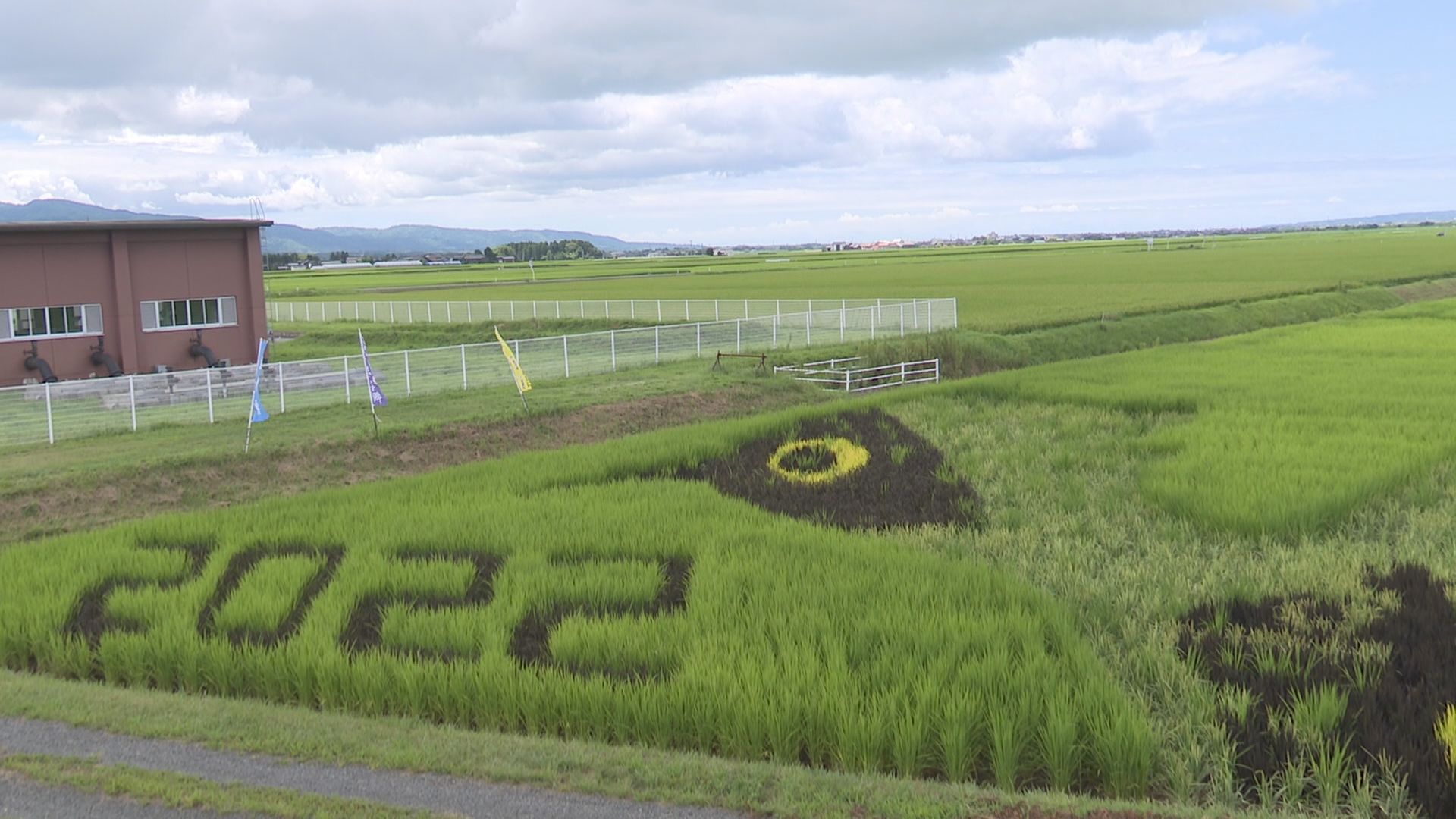 佐渡市新穂青木の田んぼアートが見ごろ／佐渡テレビジョン