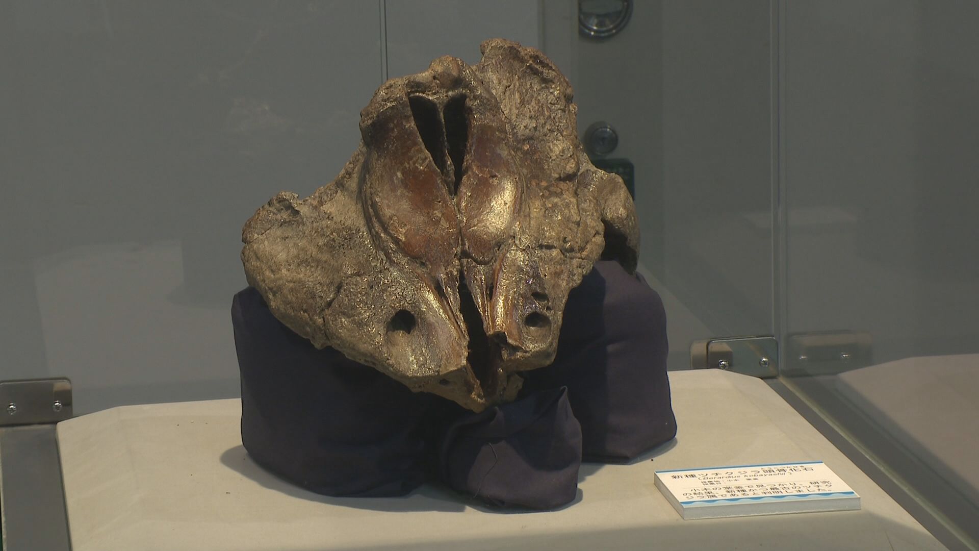 新種クジラの化石公開！佐渡博物館でクジラの歴史学べる企画展／佐渡テレビジョン