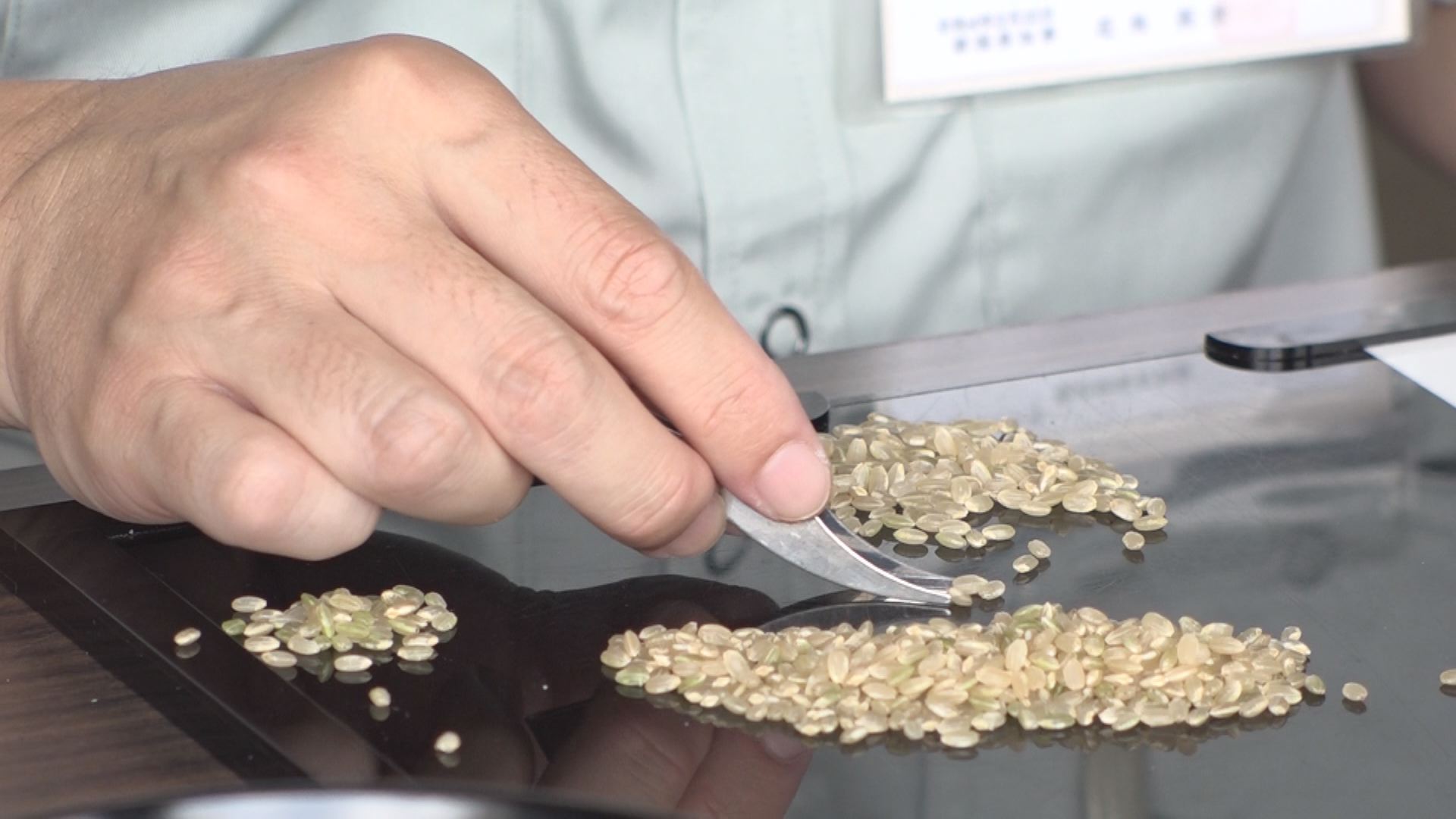 今年度初の品質検査「つきあかり」すべて一等米 JAえちご上越