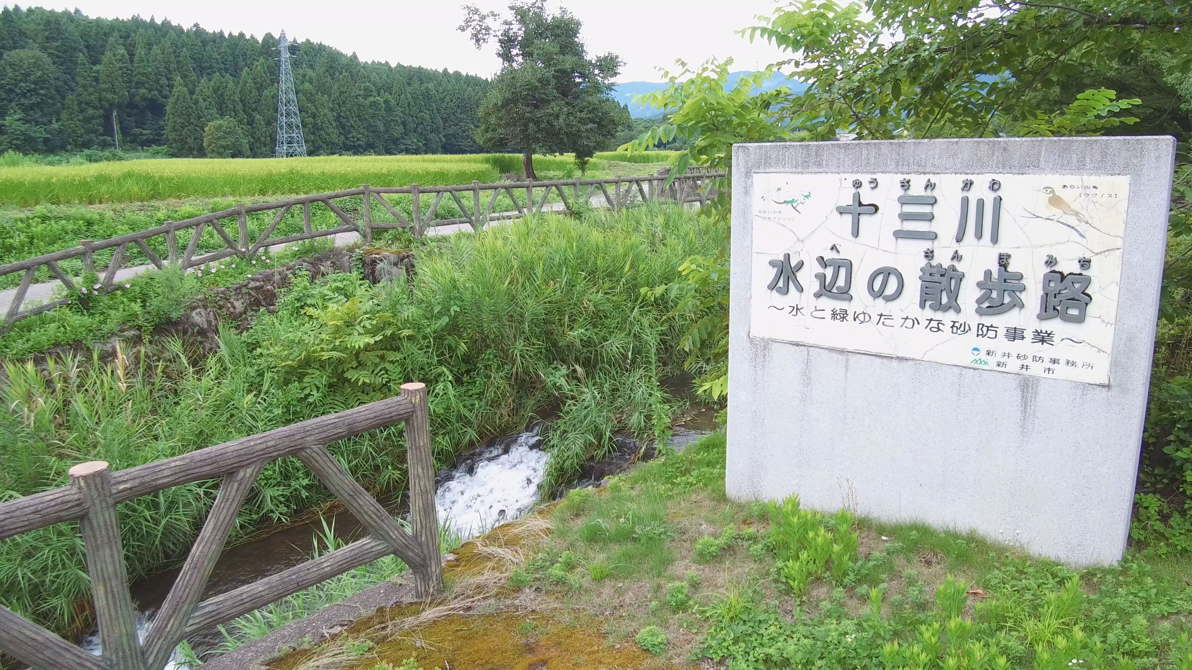 【動画】十三川水辺の散歩路　せせらぎとセミの声