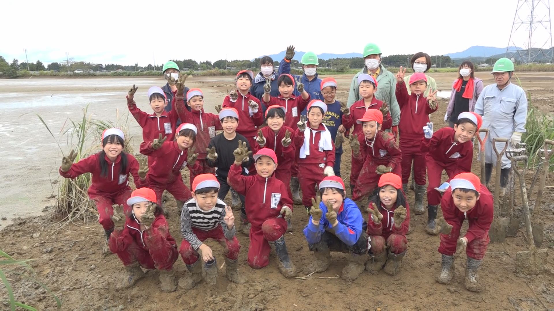保倉小 ハクチョウ用に育てたマコモを池に移植