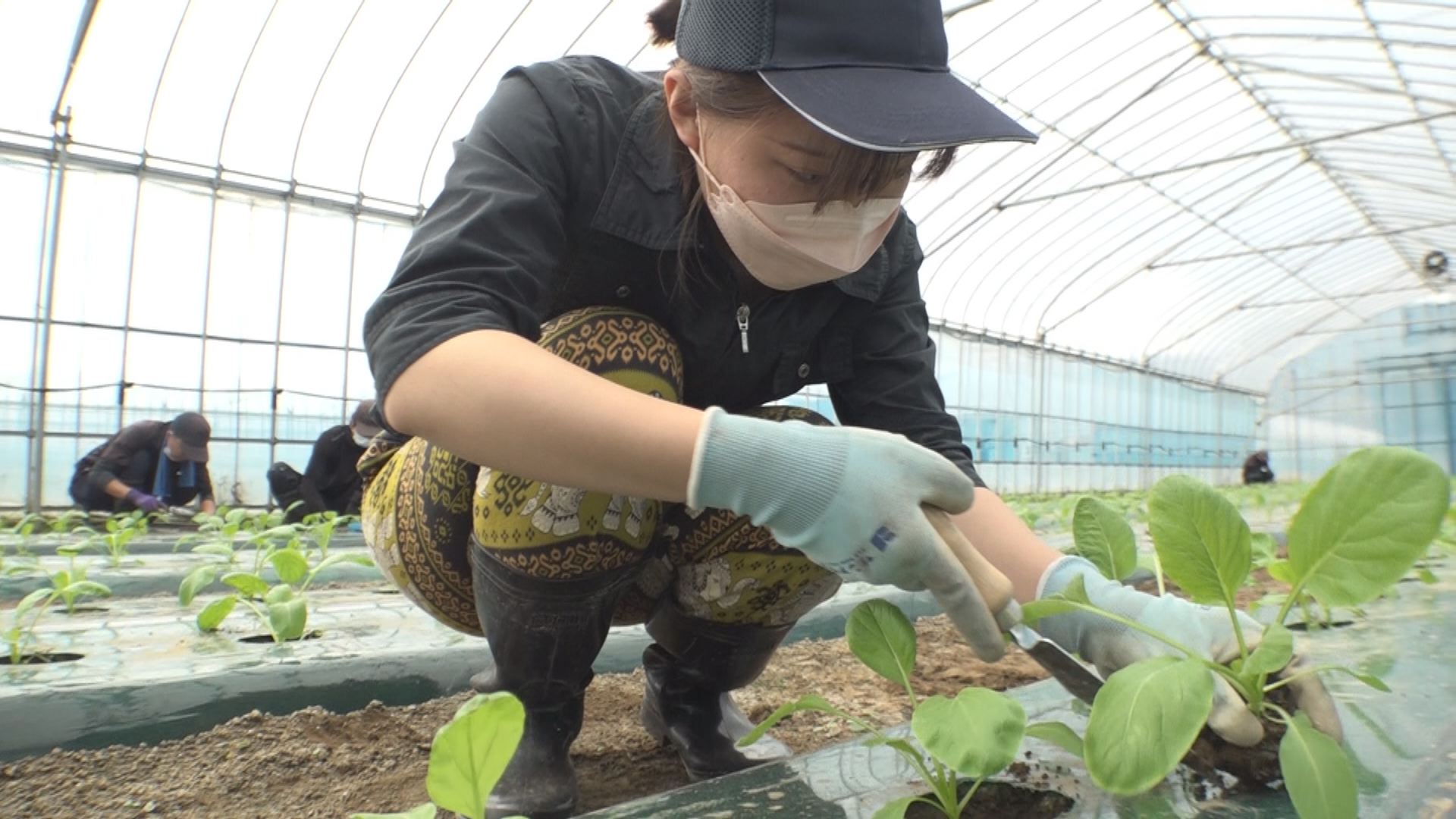 妙高市初のふるさとワーホリ 長野県出身の学生が農業体験