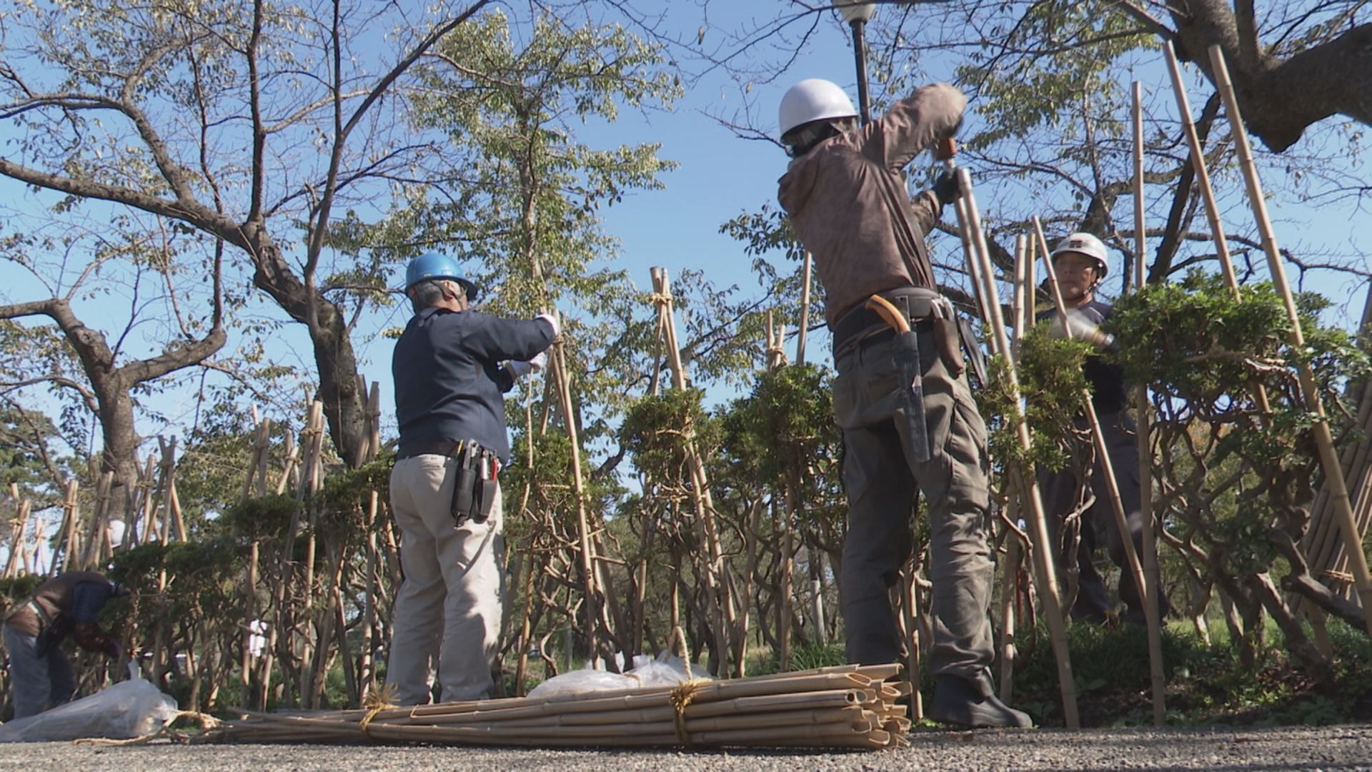 秋深まる高田城址公園 冬囲いはじまる