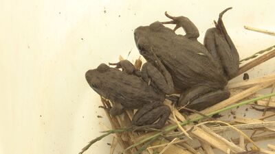 サドガエルを安全な場所へ！引っ越し大作戦／佐渡テレビジョン