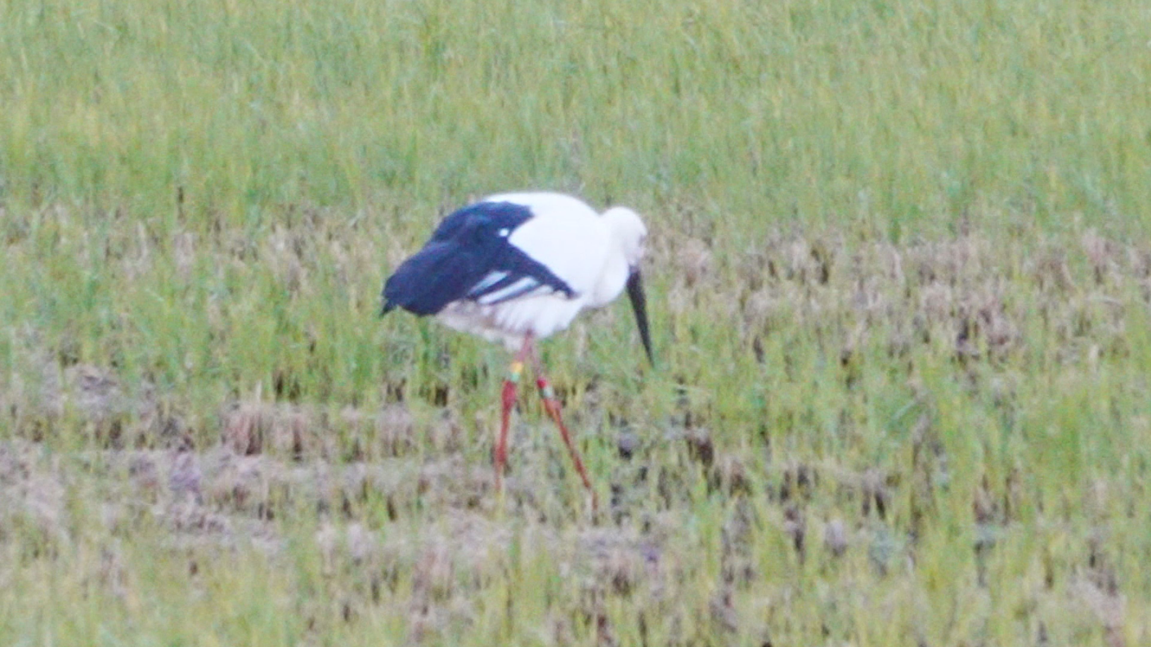 コウノトリか？00000008