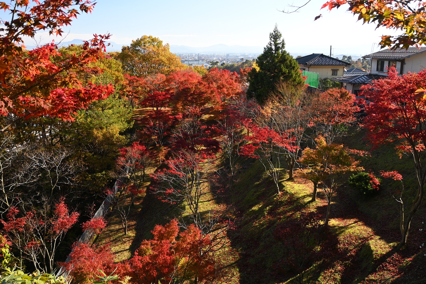 18日更新 ＜上越妙高 紅葉情報2022＞国府もみじ園 ピーク過ぎる