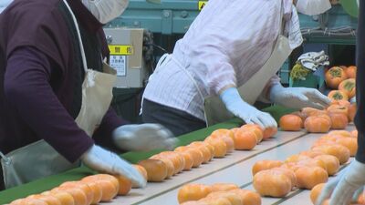 佐渡の特産「おけさ柿」出荷最盛期／佐渡テレビジョン