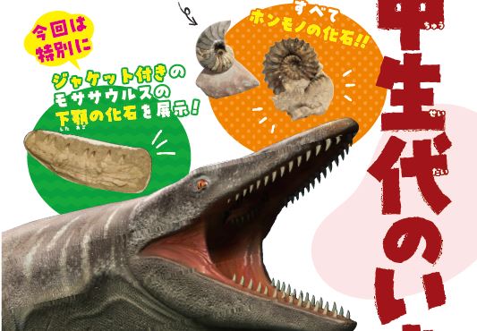 中世代の化石35点展示！上越科学館で 2日（月）からミニ特別展