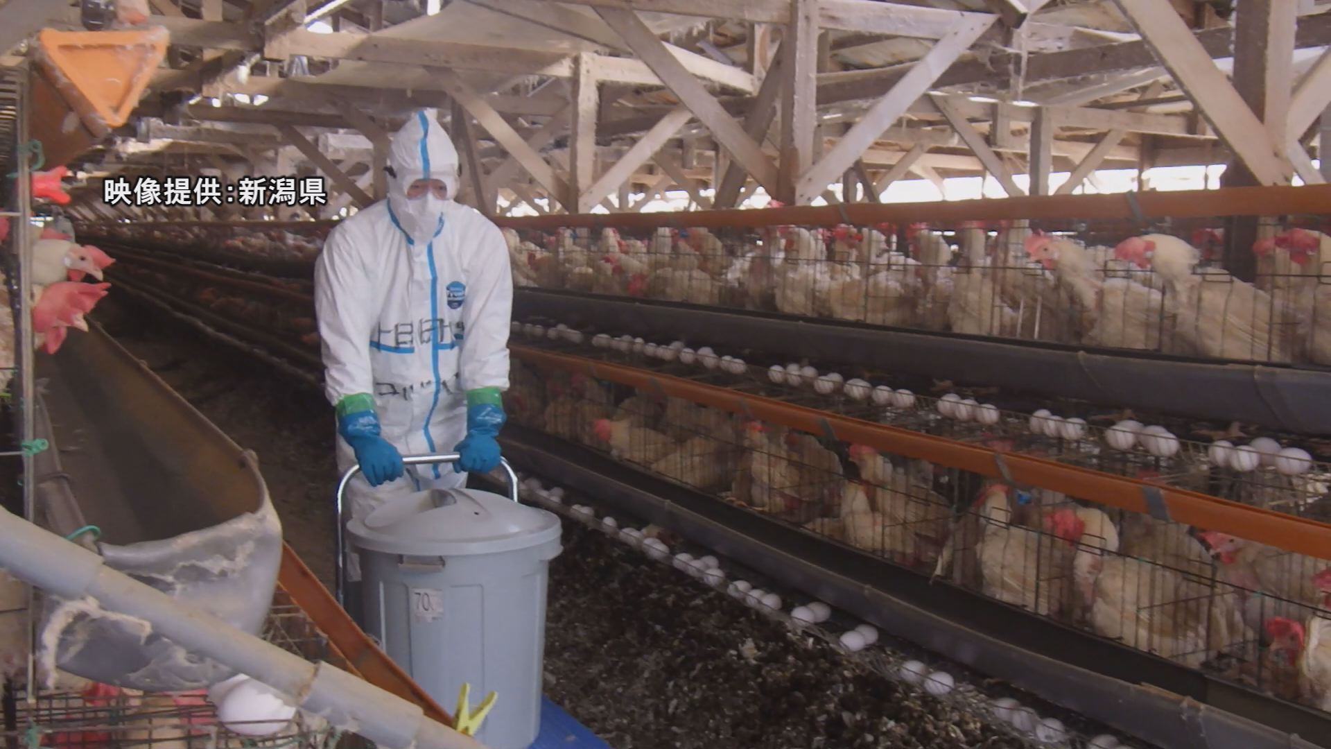 【続報】上越市の養鶏場 遺伝子検査で鳥インフルエンザ陽性 約10万5000羽の殺処分はじまる