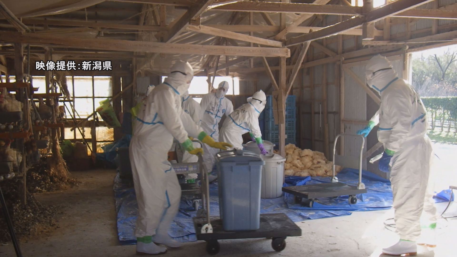 【続報】上越市の養鶏場 殺処分終了10万3887羽上