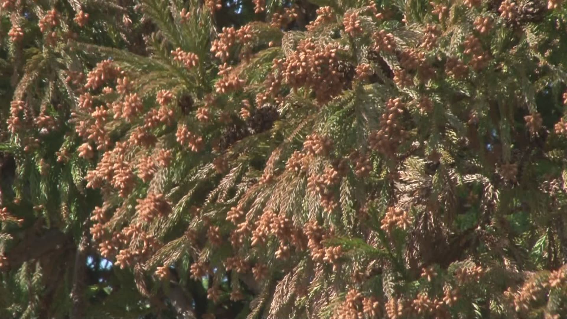 今年の花粉は「極めて多くなる」 早めの準備と対策を！