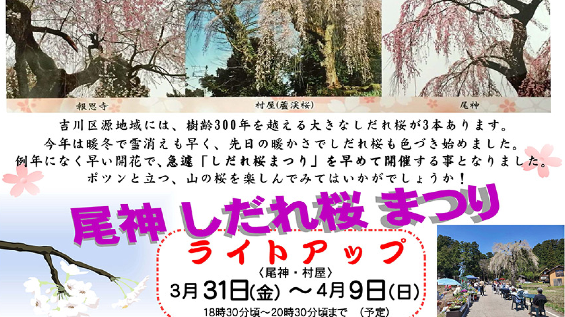 吉川三大しだれ桜を堪能！「尾神しだれ桜まつり」2日(日)開催 ライトアップは31日(金)から