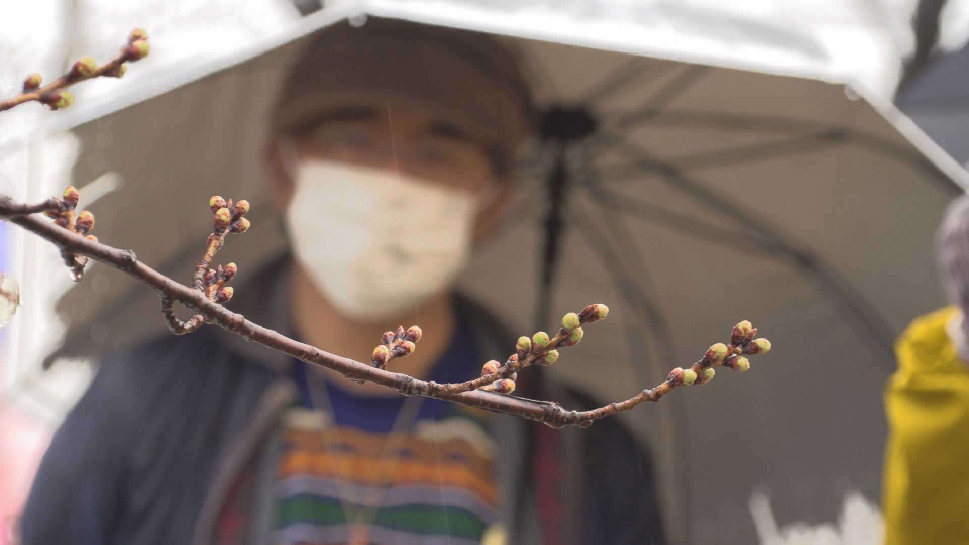 高田城址公園観桜会を前に 春の桜ウォッチング