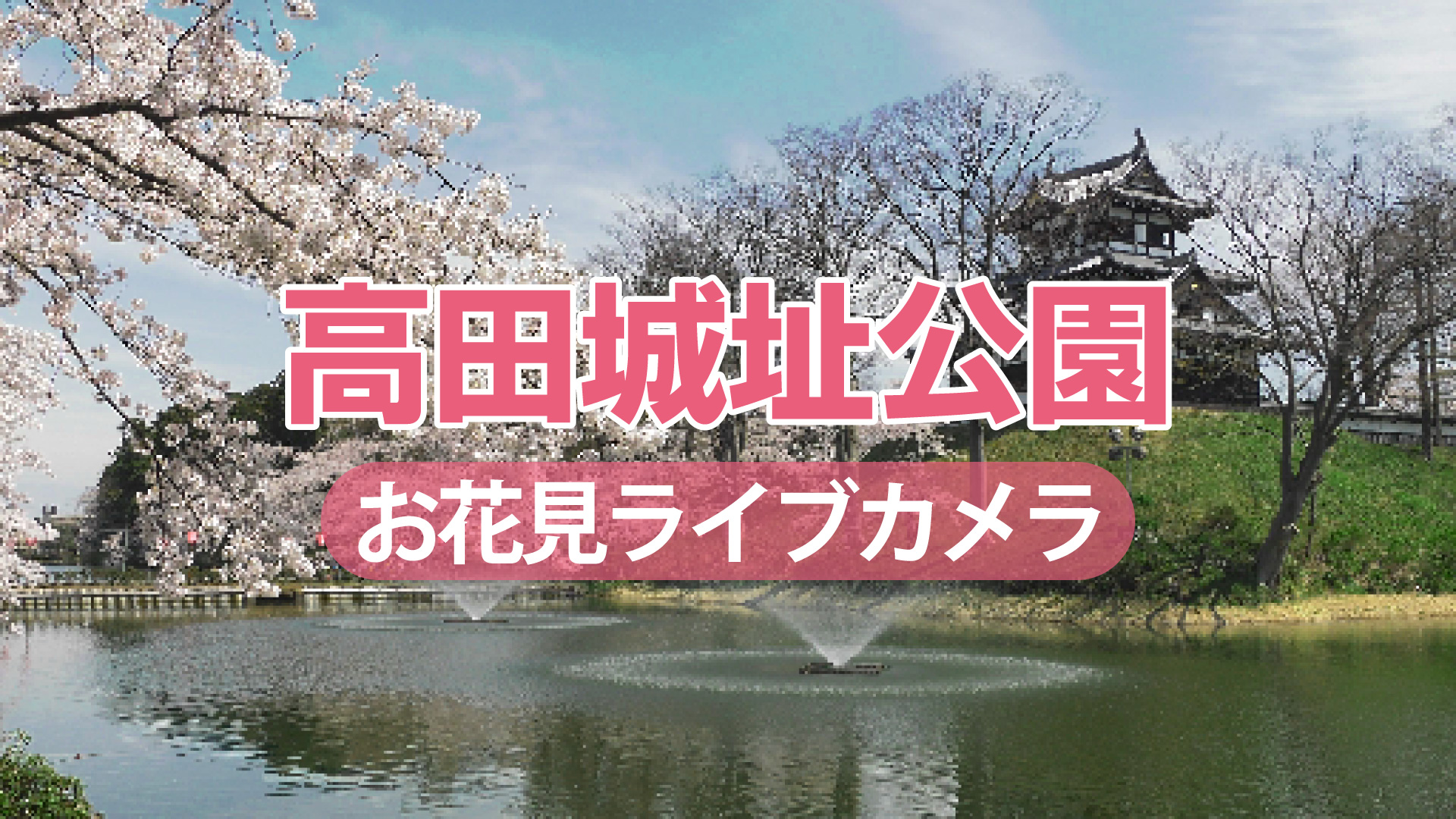 観桜会閉幕  落花盛ん 【LIVE】2024高田城址公園 お花見ライブカメラ