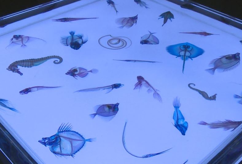 神秘の世界！透明標本250点展示 上越市立水族博物館うみがたり