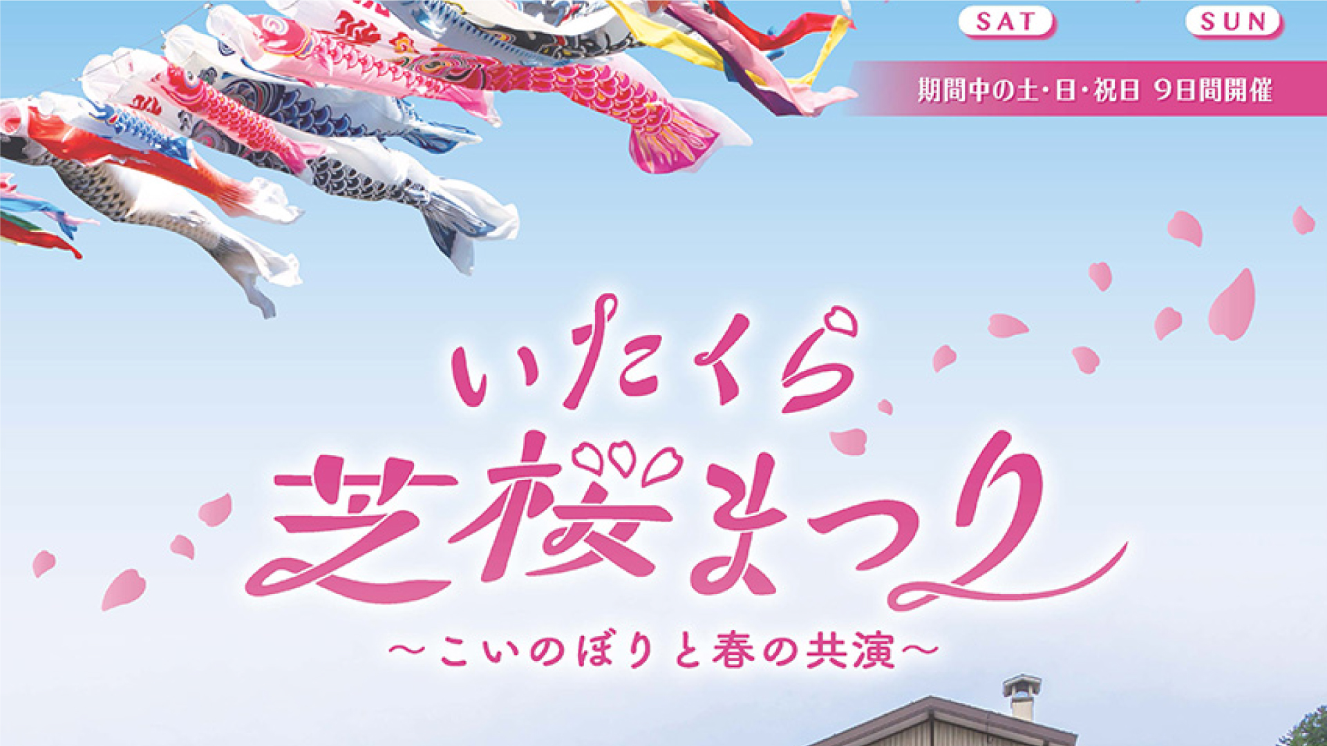 芝桜とこいのぼりの共演「いたくら芝桜まつり」 8分咲きから満開！