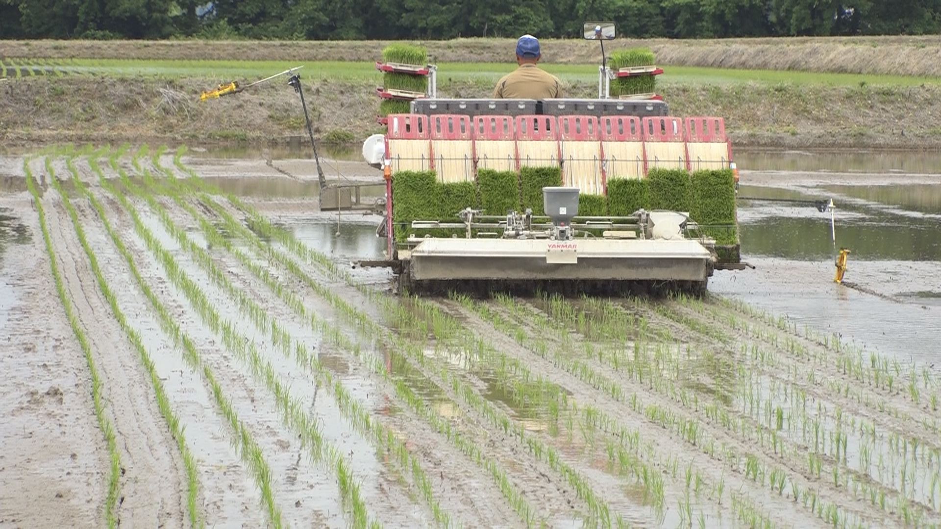コンテスト最高金賞の新之助 上越市「花の米」が田植え