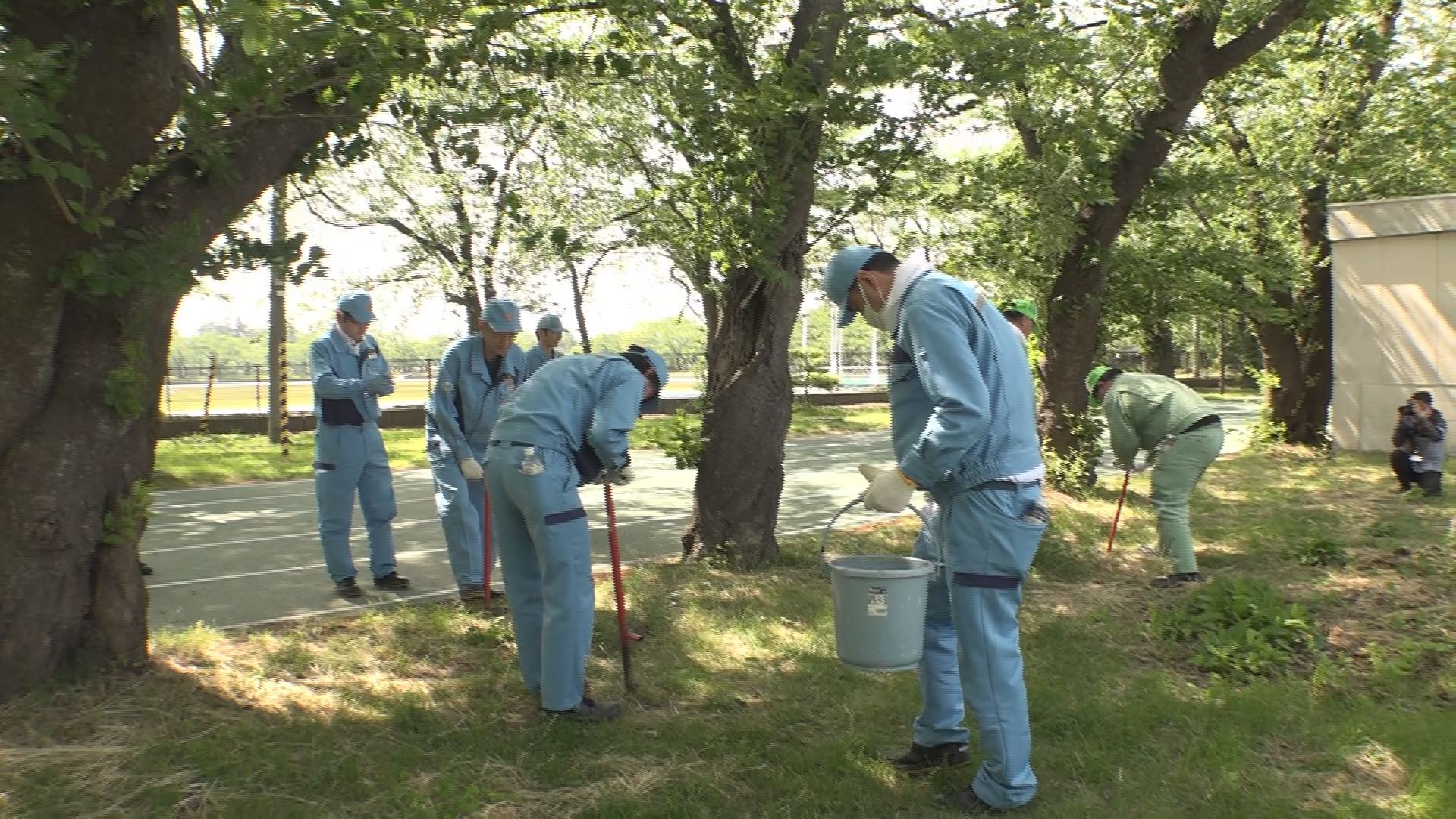 高田城址公園のサクラにお礼肥え 東北電力グループ
