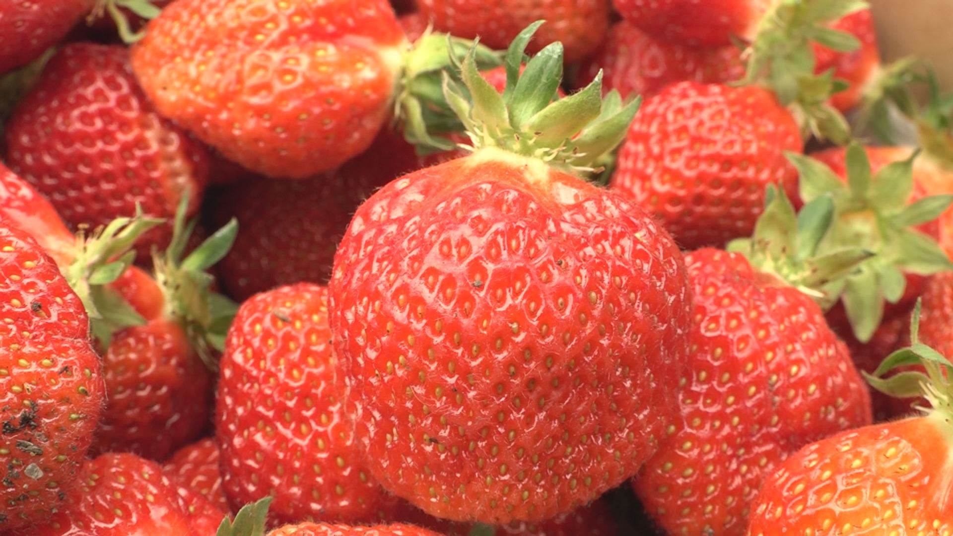 甘酸っぱい初夏の味！露地栽培のイチゴ 収穫ピーク