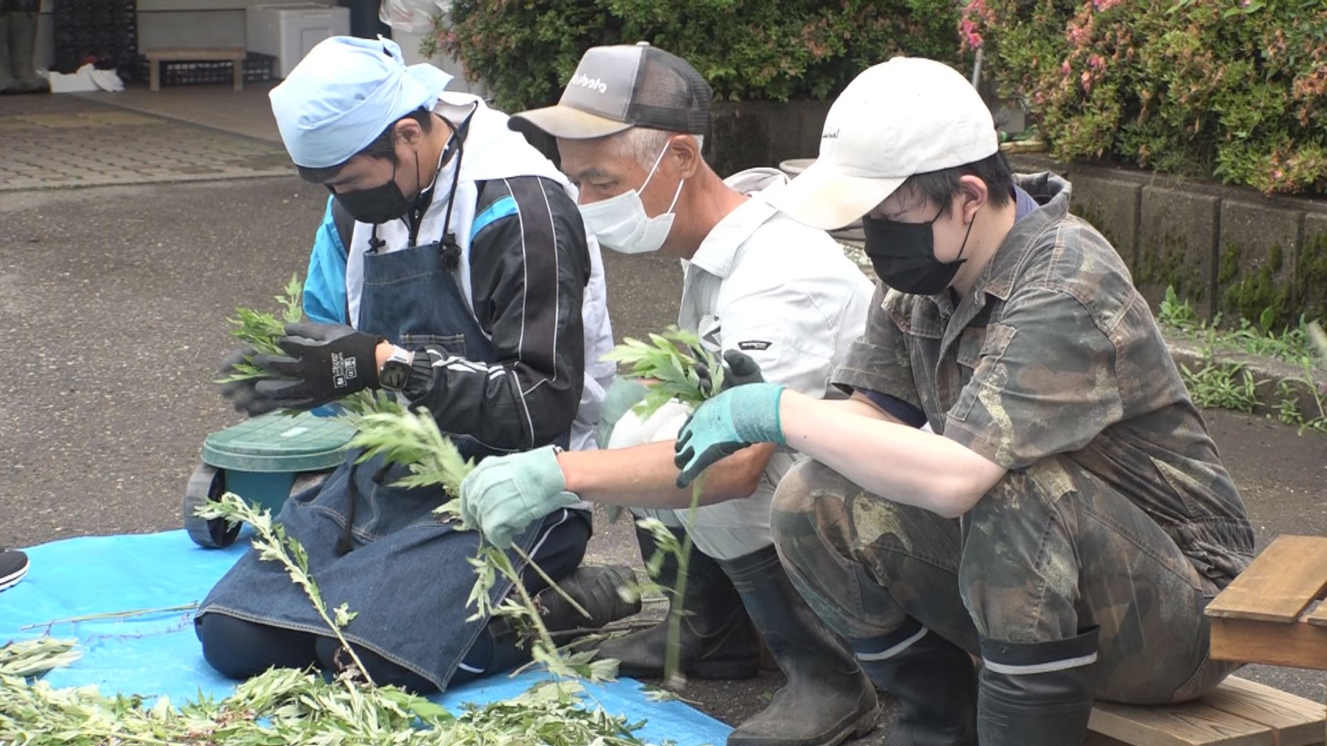 JAえちご上越  ヨモギ栽培で農福連携